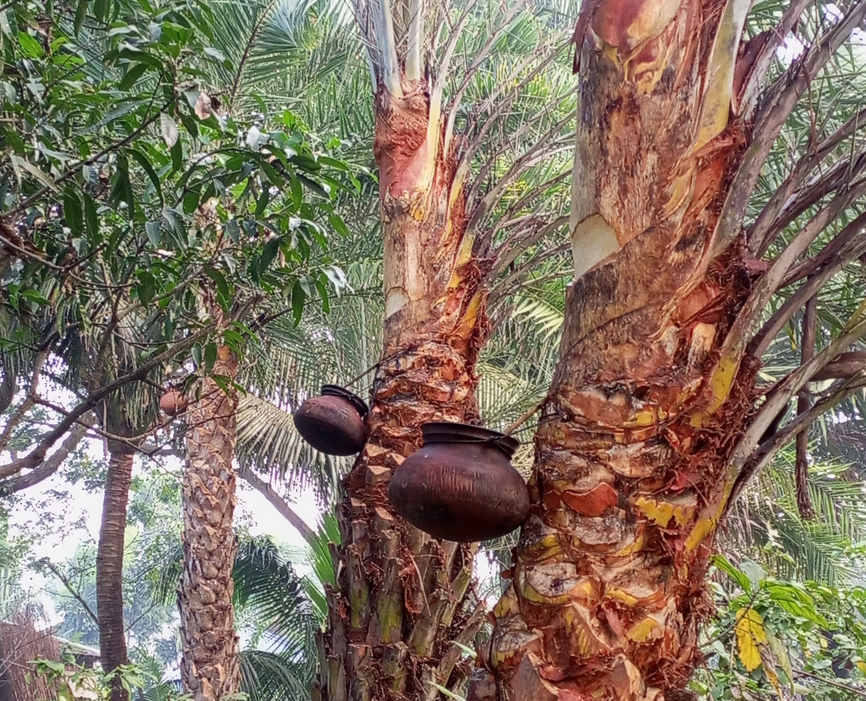 হারিয়ে যাচ্ছে গ্রামবাংলার ঐতিহ্যবাহী খেজুরের রস