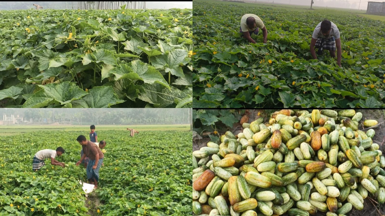 জয়পুরহাটে খিরার বাম্পার ফলন, ভালো দামে স্বস্তিতে চাষিরা