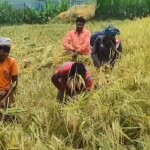 জামালপুরে বোরো ধানের বাম্পার ফলন, ন্যায্য মূল্য না পেয়ে হতাশ কৃষকরা