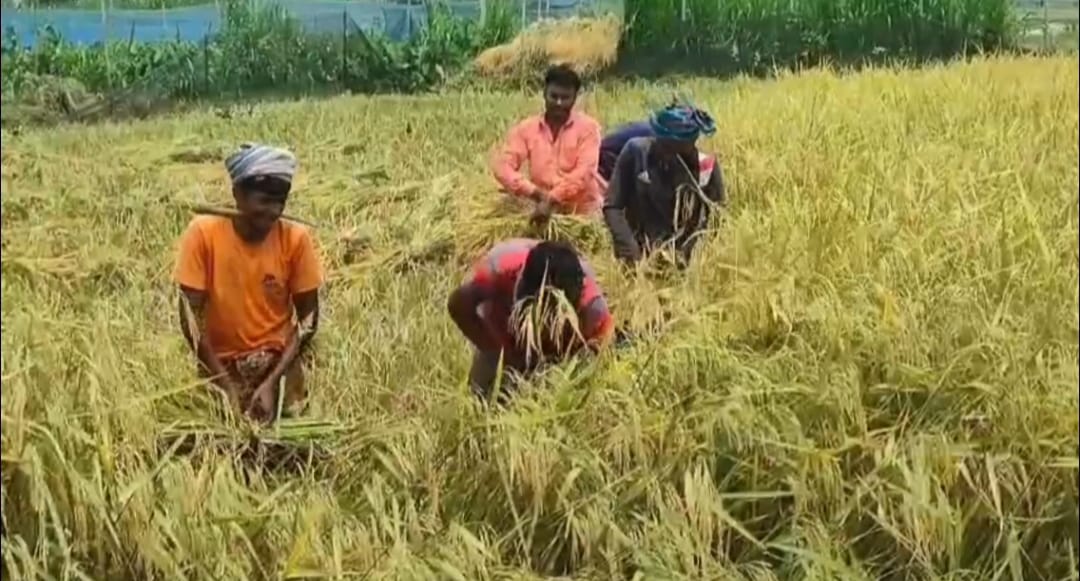 জামালপুরে বোরো ধানের বাম্পার ফলন, ন্যায্য মূল্য না পেয়ে হতাশ কৃষকরা