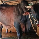বদলগাছীতে কোরবানির জন্য প্রস্তুত ৫৫ হাজার পশু