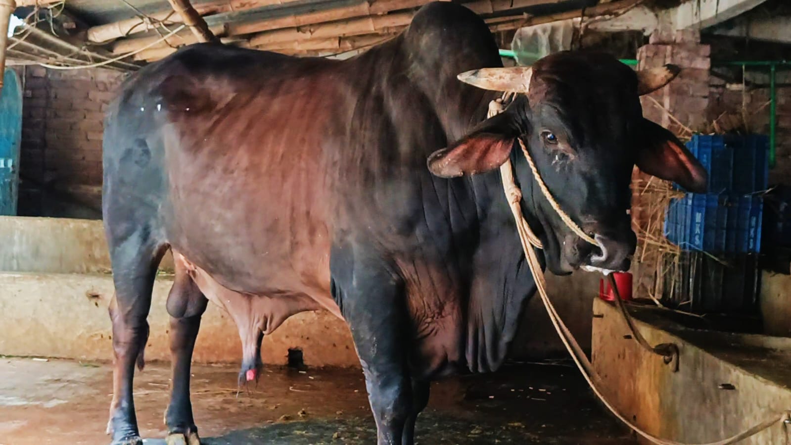 বদলগাছীতে কোরবানির জন্য প্রস্তুত ৫৫ হাজার পশু