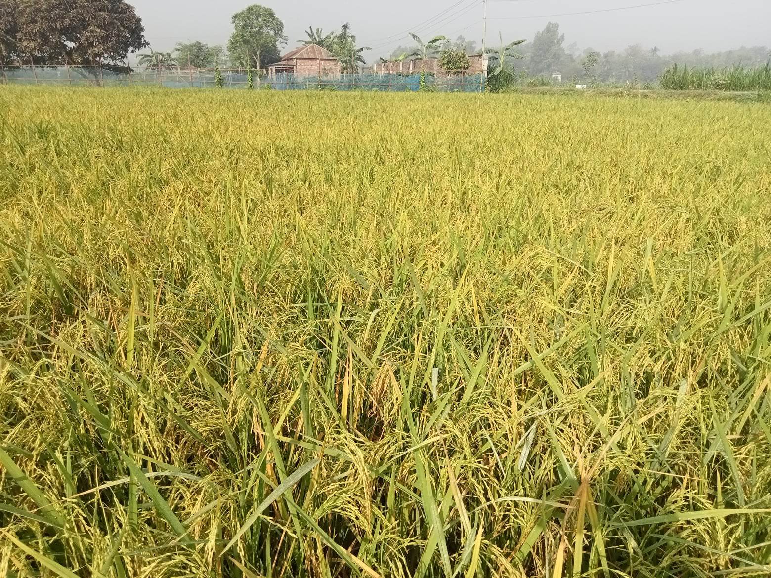 ফসলের মাঠে ধানের শীষে দোল খাচ্ছে কৃষকের স্বপ্ন