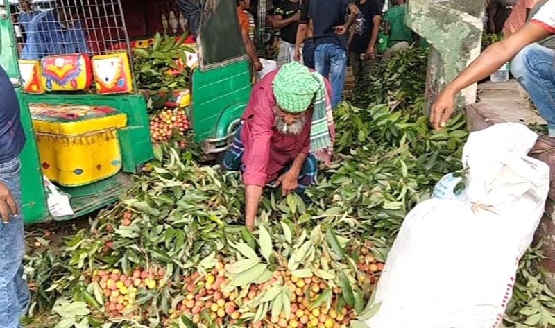 ফলন বিপর্যয়ের শঙ্কা কাপাসিয়ার লিচু চাষিদের