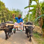 আধুনিকতার ছোঁয়ায় হারিয়ে যাচ্ছে মহিষের গাড়ি