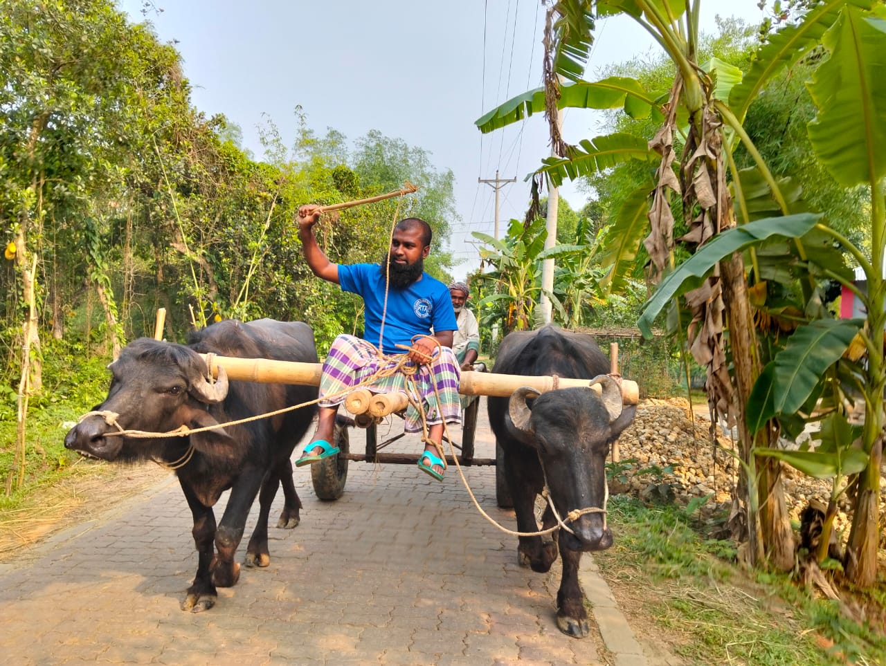 আধুনিকতার ছোঁয়ায় হারিয়ে যাচ্ছে মহিষের গাড়ি