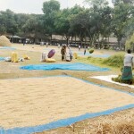 কাউনিয়ায় ফিল্টার নেটে ধান শুকাতে ব্যস্ত কৃষকরা