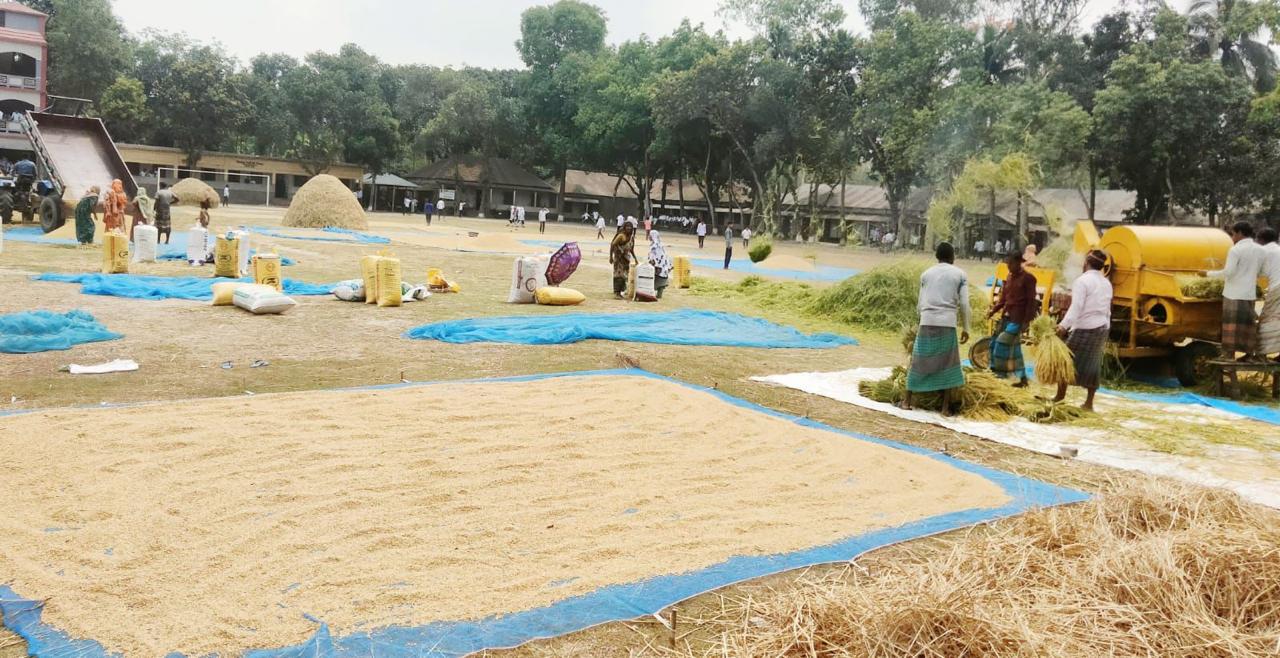 কাউনিয়ায় ফিল্টার নেটে ধান শুকাতে ব্যস্ত কৃষকরা