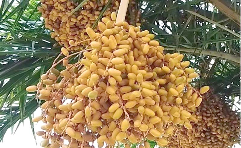 কলারোয়ায় হলুদ বর্ণের বুনো খেজুরের সমারোহ