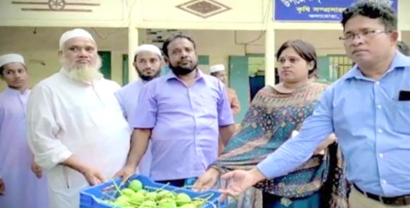 কলারোয়ায় জব্দকৃত ৫০ ক্যারেট বোম্বাই আম এতিম খানায় বিতরণ