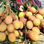 নির্ধারিত সময়ের আগেই বাজারে অপরিপক্ব লিচু!