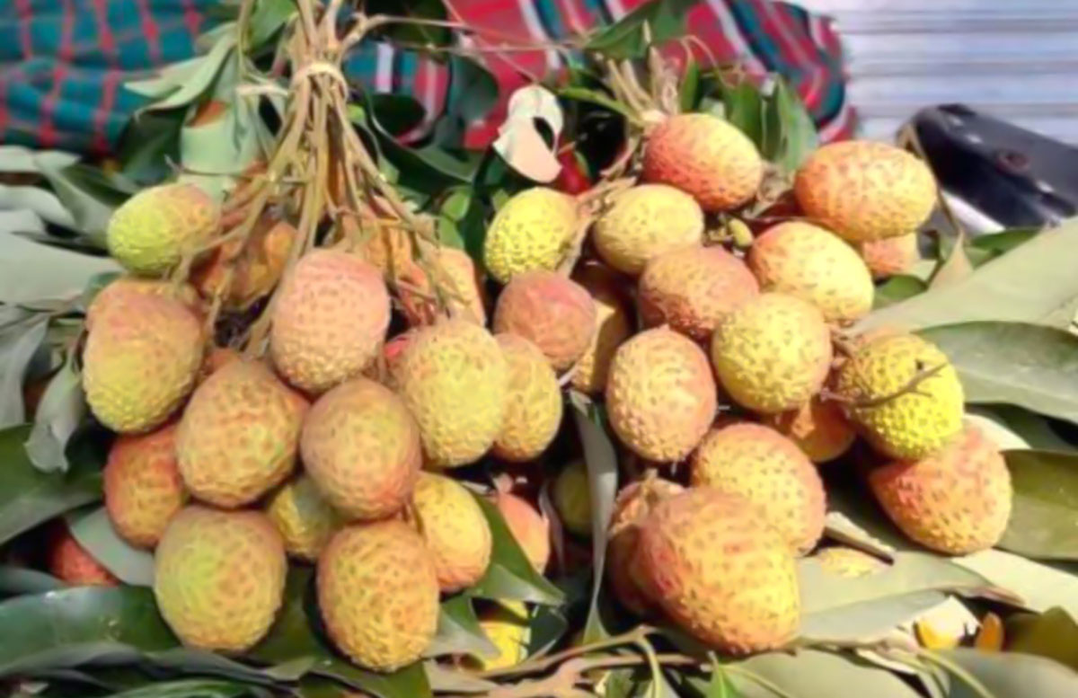 নির্ধারিত সময়ের আগেই বাজারে অপরিপক্ব লিচু!