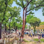 বজ্রপাতে দ্বিখণ্ডিত মেহগনিগাছ, অল্পের জন্য রক্ষা পেলেন শিক্ষার্থীরা