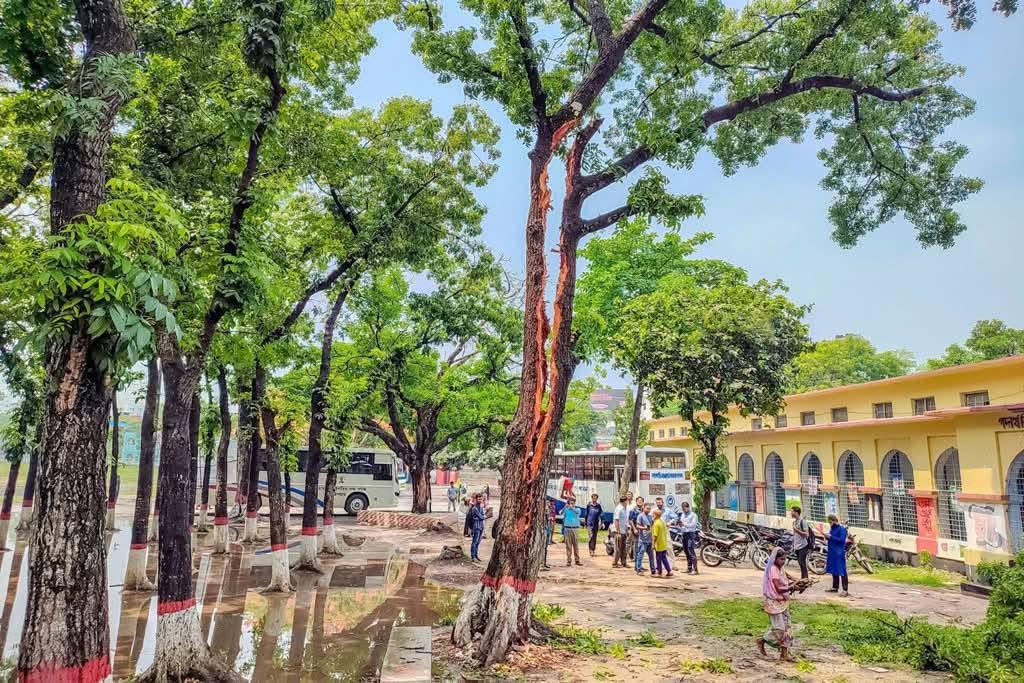 বজ্রপাতে দ্বিখণ্ডিত মেহগনিগাছ, অল্পের জন্য রক্ষা পেলেন শিক্ষার্থীরা