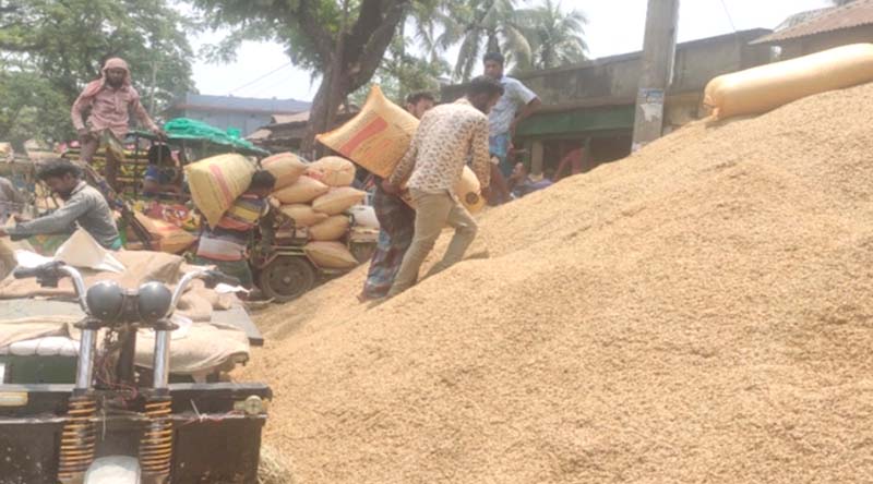 নালিতাবাড়ীতে প্রতি মণ ধানে দুই কেজি ‘ঢলতা’র ফাঁদে কৃষক