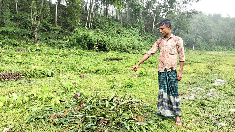 গাছের সাথে এ কেমন শত্রুতা!