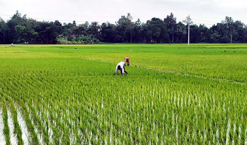 রাণীনগরে সার সংকটে কৃষকদের হাহাকার