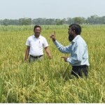 আখ ক্ষেতে ধানচাষ: কৃষি অর্থনীতিতে বিপ্লবী পরিবর্তনের আশা