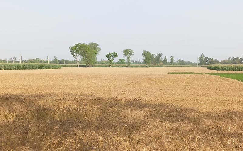 ঠাকুরগাঁওয়ে কমে যাচ্ছে গমের আবাদ, ভুট্টা চাষে ঝুকছেন কৃষকরা