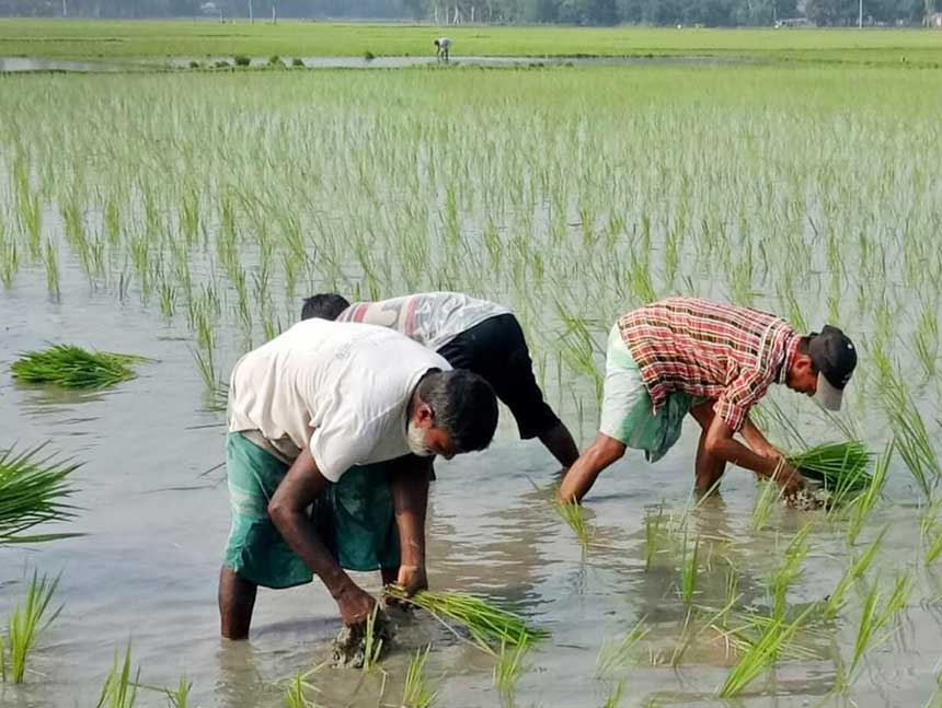 আমনে বৃষ্টিতে আশা, সারের দামে হতাশা!