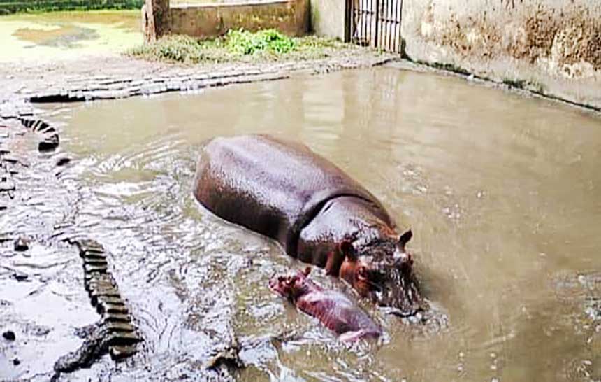 রংপুর চিড়িয়াখানায় বাচ্চা দিলো জলহস্তি ‘জলনুপুর’