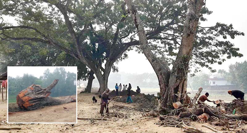 আত্রাইয়ে টেন্ডার ছাড়াই শতবর্ষী দু’টি বটগাছ কাটার অভিযোগ