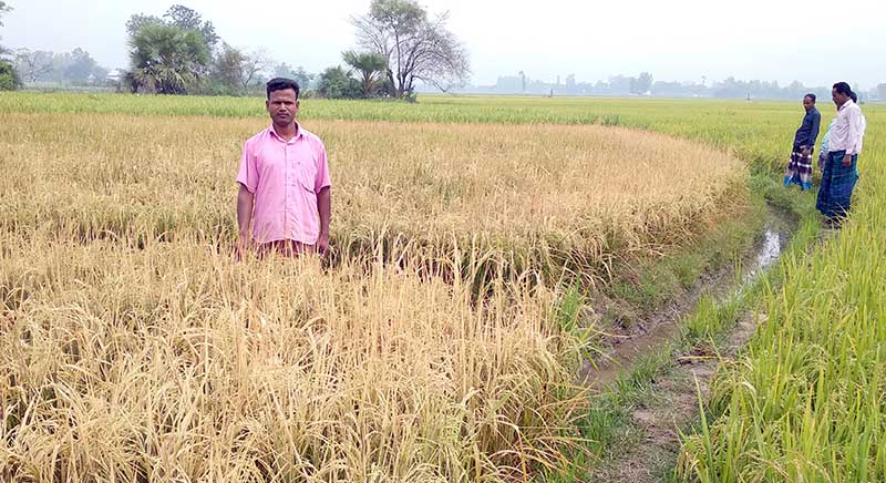 রাণীনগরে বর্গাচাষীর আড়াই বিঘা জমির ধান বিনষ্ট করেছে দুর্বৃত্তরা
