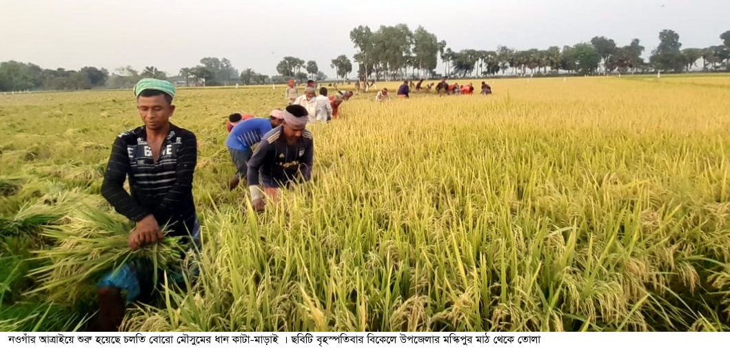 আত্রাইয়ে বোরো ধান কাটা-মাড়াই শুরু, ফলন ভাল হলেও দাম নিয়ে শঙ্কা