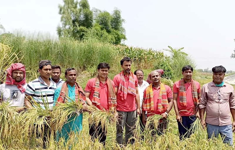 রাণীশংকৈলে কৃষকের ধান কেটে দিলেন কৃষকলীগের নেতাকর্মীরা