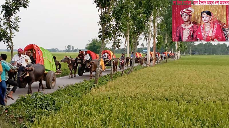 পীরগঞ্জে বাবার ইচ্ছা পুরণে গরু ও মহিষের ১০ গাড়িতে বরযাত্রা