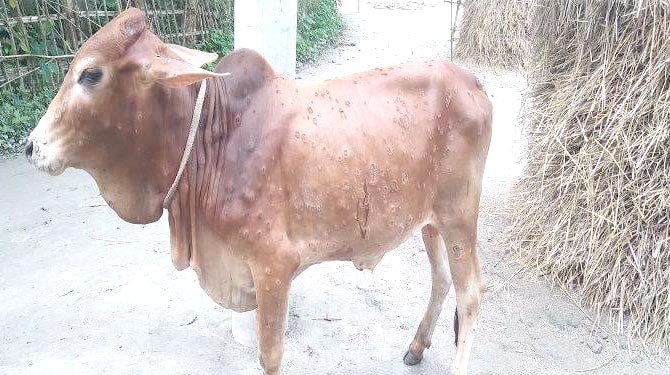 রৌমারীতে লাম্পি স্কিন রোগে শতশত গরু আক্রান্ত, বিপাকে খামারিরা