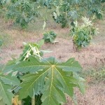 সালথায় শিক্ষার্থীর পেঁপে বাগানে বিষ প্রয়োগ, ৩ লাখ টাকার ক্ষতি