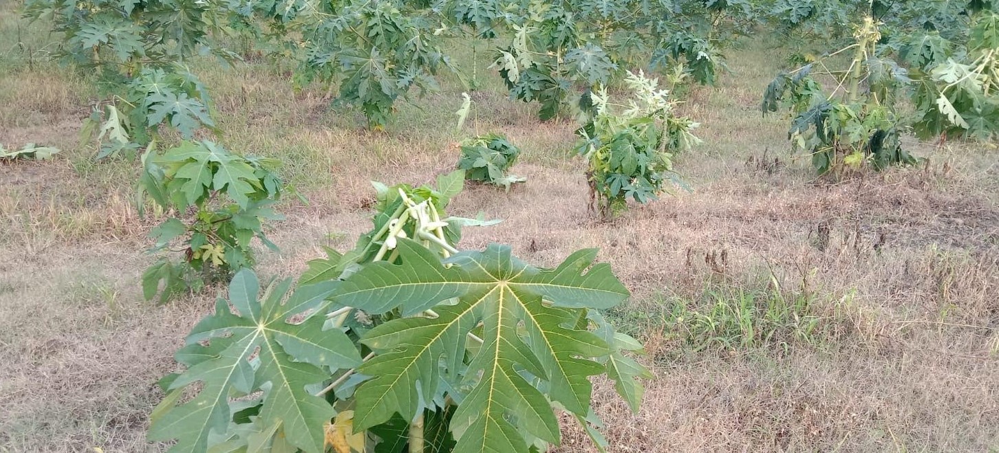 সালথায় শিক্ষার্থীর পেঁপে বাগানে বিষ প্রয়োগ, ৩ লাখ টাকার ক্ষতি