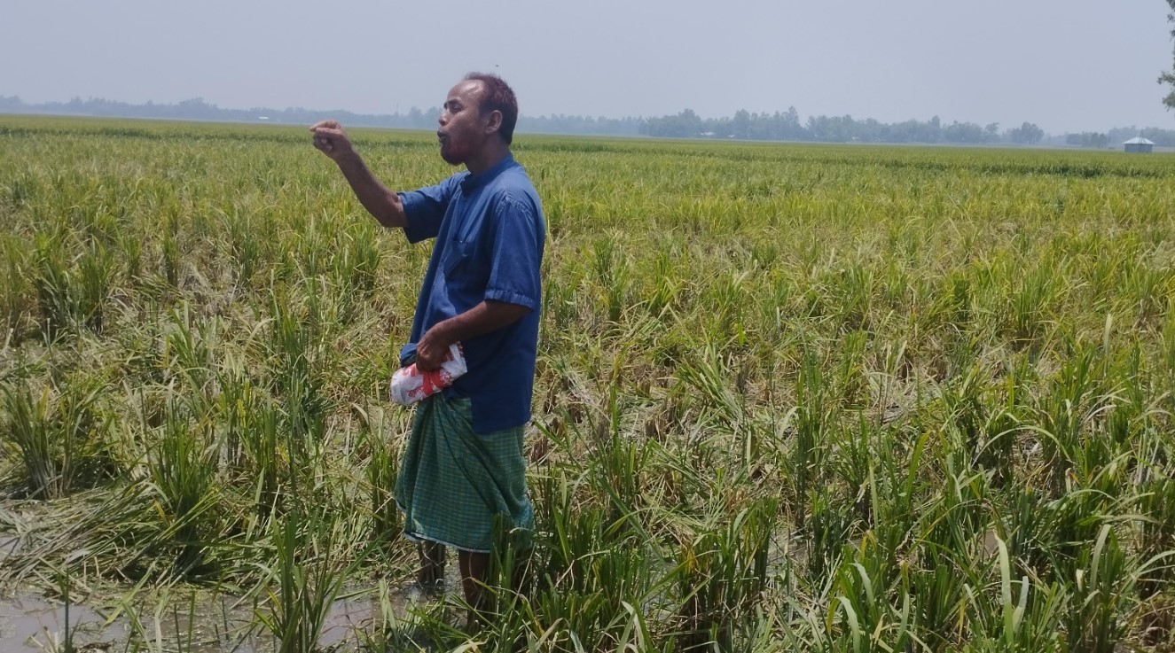 ঠাকুরগাঁওয়ে যুবলীগ নেতার বিরুদ্ধে রাতের আঁধারে ধান কাটে নেয়ার অভিযোগ