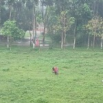 সংগ্রামী মায়ের গল্প: বৃষ্টির মধ্যেও চলমান এক জীবনযুদ্ধ