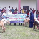 সালথায় জেলেদের মাঝে বকনা বাছুর বিতরণ