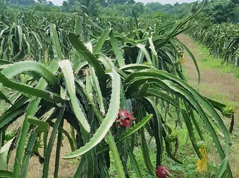 ড্রাগন চাষে সফলতা মিলছে জীবননগরের কৃষকদের