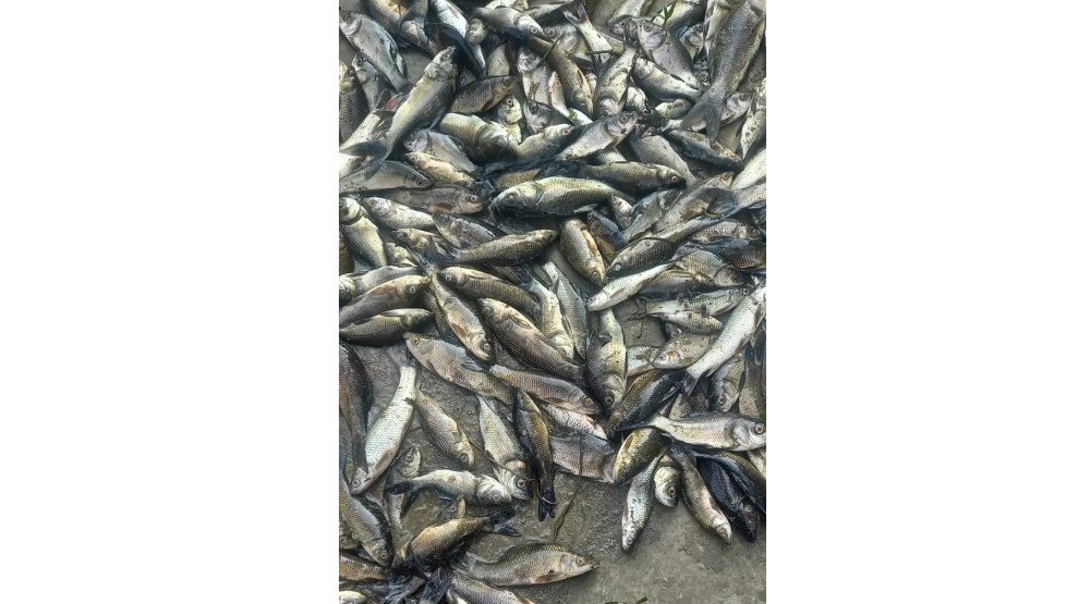 সোনাগাজীতে ছাত্রদল নেতার মৎস্য খামারে বিষ প্রয়োগে ৫ লাখ টাকার মাছ নিধন