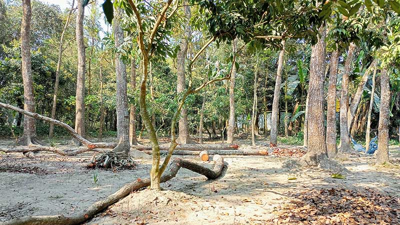 কাউনিয়ায় অর্পিত সম্পত্তির গাছ কাটার অভিযোগ