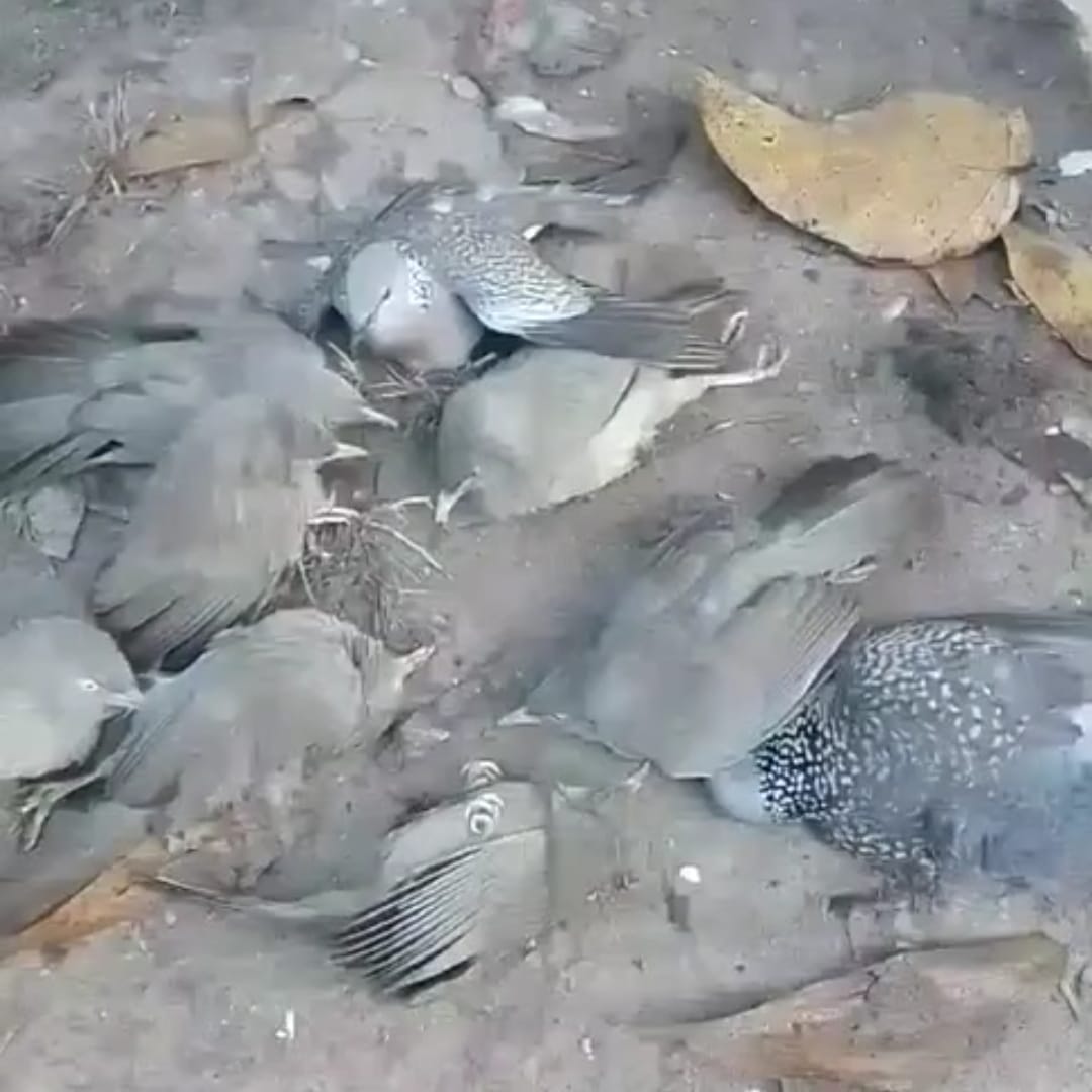 শ্রীপুরে আকস্মিক অর্ধশতাধিক পাখির মৃত্যু,  ভিডিও সামাজিক যোগাযোগ মাধ্যমে ভাইরাল!