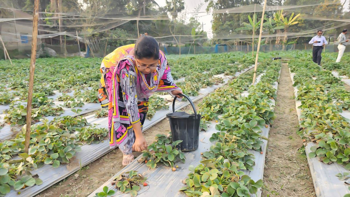 শ্রীপুরে জনপ্রিয় হয়ে উঠেছে স্ট্রবেরি চাষ