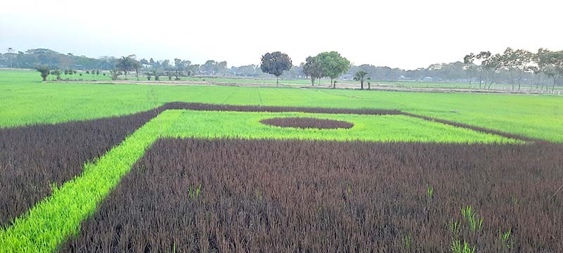 শ্রীপুরে দরিদ্র পরিবারের মাঝে ফলদ বনজ ও ঔষধী গাছের চারা বিতরণ