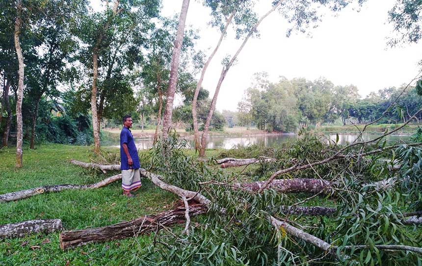শ্রীপুরে জমি নিয়ে বিরোধে গাছ কেটে ফেলার অভিযোগ