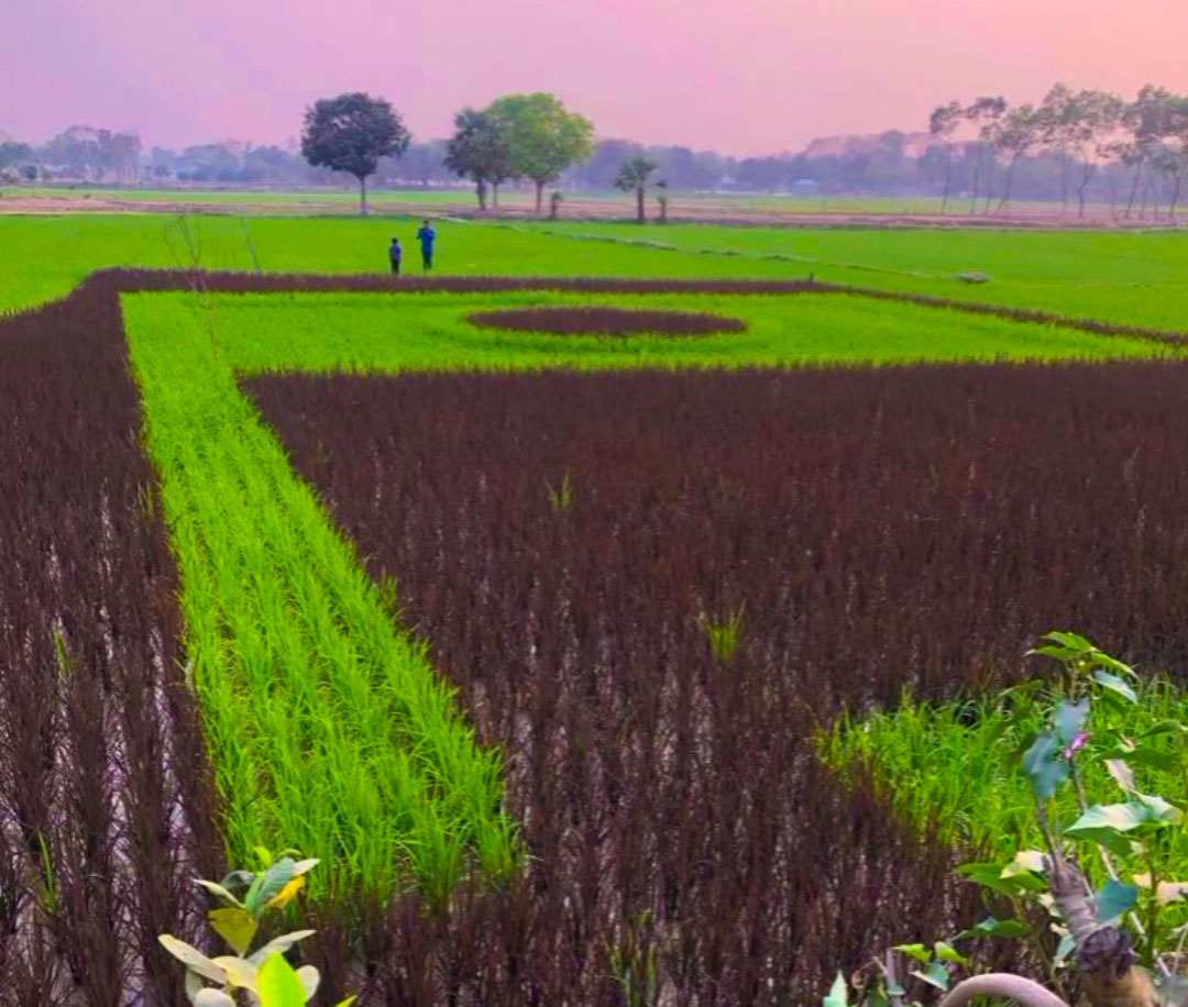 শ্রীপুরে জাতীয় পতাকার আদলে কৃষক এনামুলের বেগুনি-সবুজ ধানক্ষেত