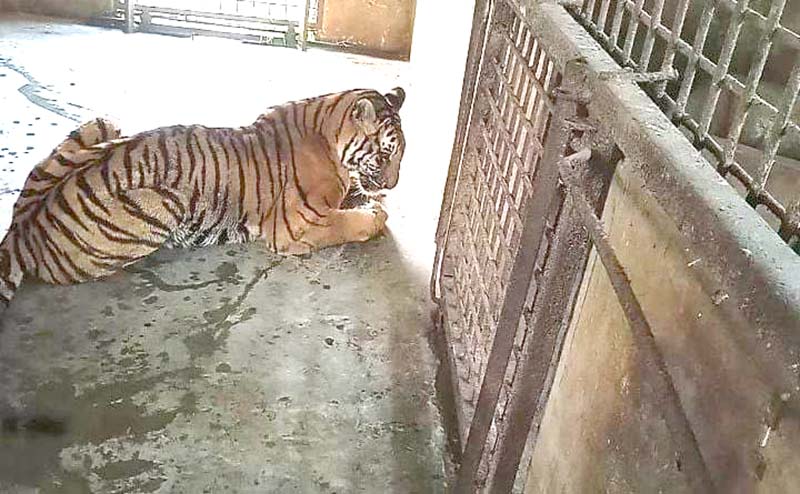 সাফারি পার্কে একমাস যাবৎ না খেয়ে মৃত্যুর মুখোমুখি একটি বাঘ