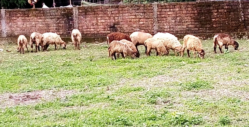 ঠাকুরগাঁওয়ে দিন দিন বৃদ্ধি পাচ্ছে ভেড়া পালন