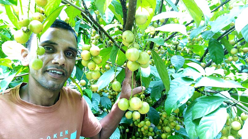 ঠাকুরগাঁও সালন্দর কলেজ পাড়ায় লটকন চাষে স্বাবলম্বী কৃষক আমিনুল