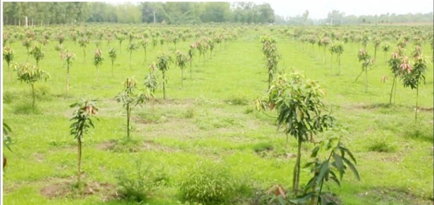 ঠাকুরগাঁওয়ে ধান ছেড়ে আমে ঝুঁকছেন কৃষকরা