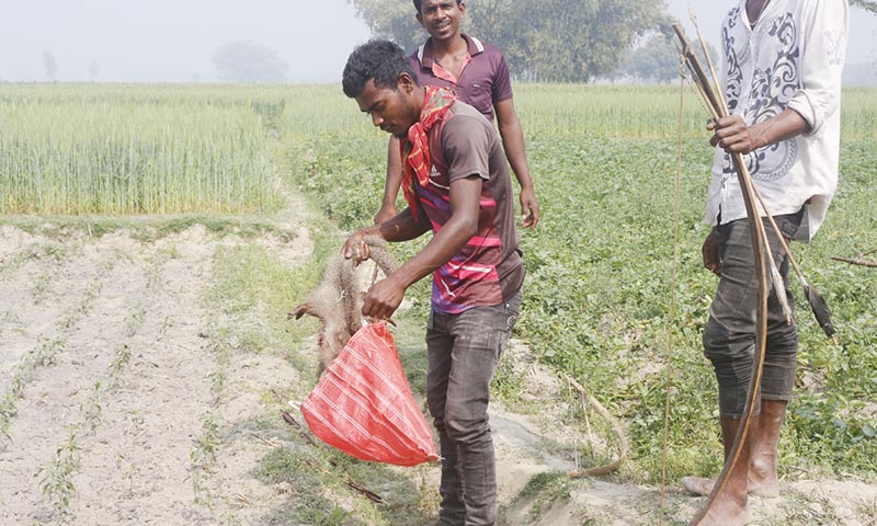 নানা উদ্যোগ গ্রহণেও ঠাকুরগাঁওয়ে বন্ধ হয়নি সাঁওতালদের বণ্যপ্রাণী শিকার