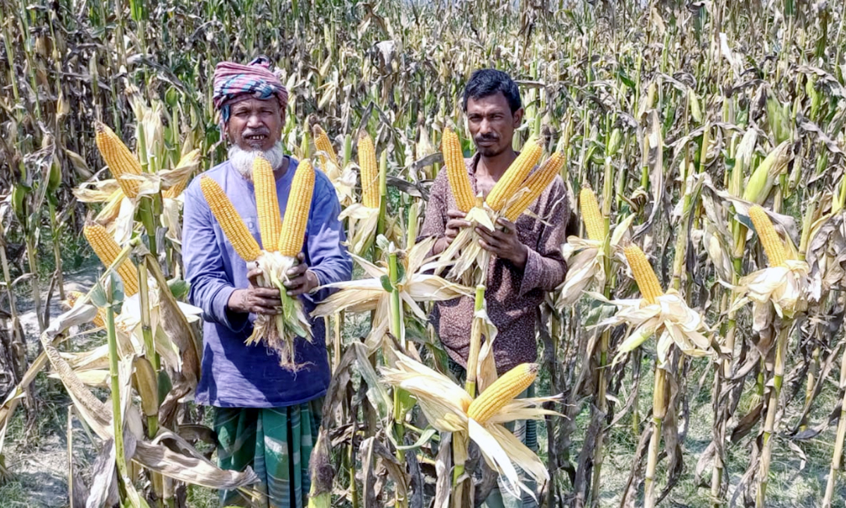 ঠাকুরগাঁওয়ে ভূট্টা চাষে বাজিমাত, ভাল ফলনের সম্ভাবনা